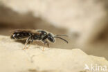 Lasioglossum pygmaeum