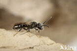 Lasioglossum pygmaeum