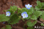 Common Field-speedwell (Veronica persica)