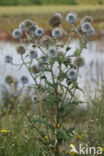 Pale Globe Thistle (Echinops sphaerocephalus)