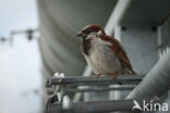 House Sparrow (Passer domesticus)