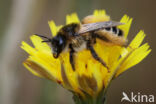 Dasypoda hirtipes