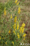 Dyer s Greenweed (Genista tinctoria)
