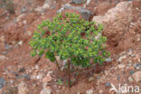 Sun Spurge (Euphorbia helioscopia)