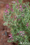 Common Fumitory (Fumaria officinalis)