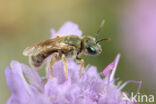 Halictus submediterraneus