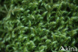 Little Shaggy-moss (Rhytidiadelphus loreus)