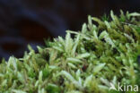 Waved Silk-moss (Plagiothecium undulatum)