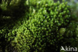 Notched Rustwort (Marsupella emarginata)