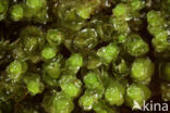 Notched Rustwort (Marsupella emarginata)