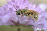 Halictus submediterraneus
