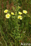 Sulphur Cinquefoil (Potentilla recta)
