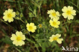 Sulphur Cinquefoil (Potentilla recta)