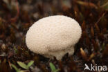 Meadow Puffball (Vascellum pratense)