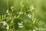 Hairy Tare (Vicia hirsuta)