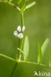 Hairy Tare (Vicia hirsuta)