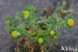 Pineapple Weed (Matricaria discoidea)