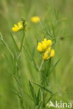 Meadow Vetchling (Lathyrus pratensis)