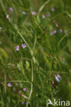 Smooth Tare (Vicia tetrasperma)