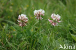 White Clover