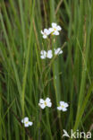 Cardaminopsis arenosa
