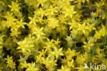 Biting Stonecrop (Sedum acre)