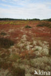 Vliegveld Malle