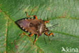 pinthaeus sanquinipes