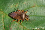 pinthaeus sanquinipes