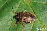 pinthaeus sanquinipes