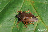 pinthaeus sanquinipes