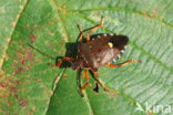 pinthaeus sanquinipes