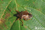 pinthaeus sanquinipes
