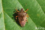 pinthaeus sanquinipes