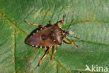 pinthaeus sanquinipes