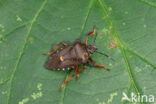 pinthaeus sanquinipes