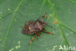 pinthaeus sanquinipes