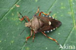 pinthaeus sanquinipes