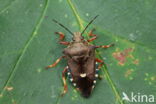 pinthaeus sanquinipes