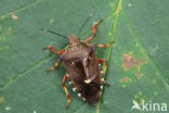 pinthaeus sanquinipes