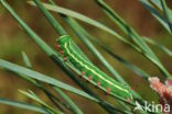 Pine Hawk-moth (Hyloicus pinastri)