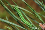 Pine Hawk-moth (Hyloicus pinastri)