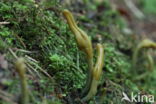 Microglossum viride