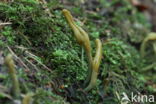 Microglossum viride