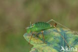 Speckled Bush-cricket (Leptophyes punctatissima)