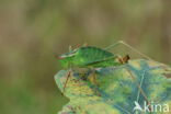 Speckled Bush-cricket (Leptophyes punctatissima)
