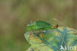 Speckled Bush-cricket (Leptophyes punctatissima)