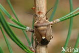 chlorochroa pinicola