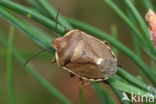 chlorochroa pinicola