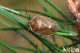 chlorochroa pinicola